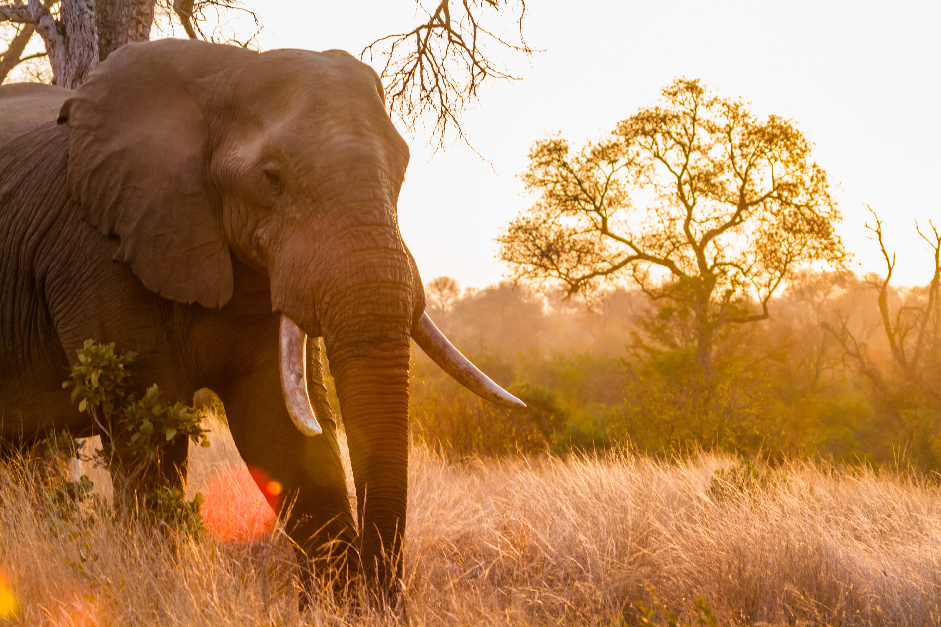 Krugerpark