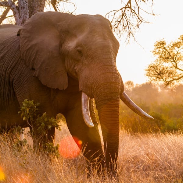 Zuid-Afrika & Mauritius: van glamping tot eilandavontuur
