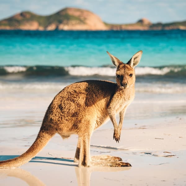 Around the world: Australië-vanlife tot Afrika-roadtrip
