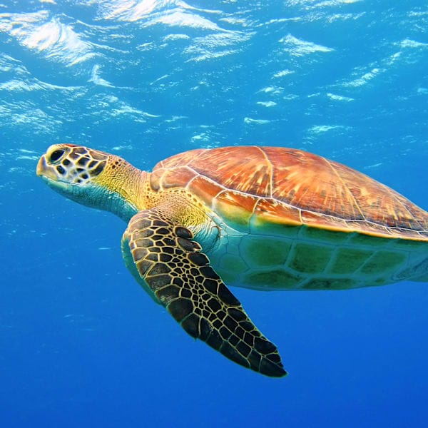 Mauritius roadtrip: van markten tot natuurwonderen
