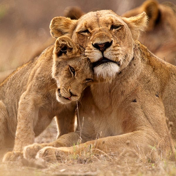 Zuid-Afrika roadtrip: van Krugersafari tot Tuinroute