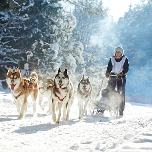 Finland signature: in een iglo onder het noorderlicht