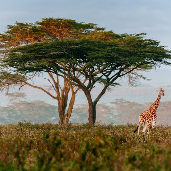 Zuid-Afrika roadtrip: via Kruger naar tentsafari