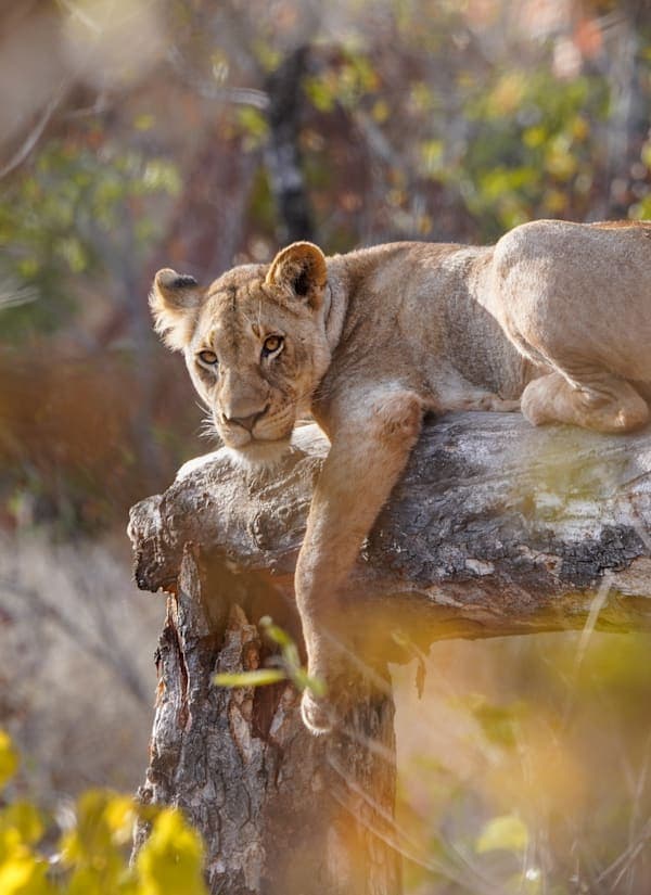 Zuid-Afrika roadtrip: via Kruger naar tentsafari