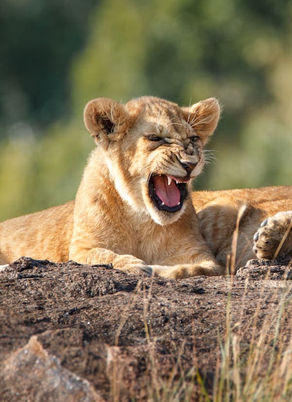 Zuid-Afrika roadtrip: via Kruger naar Kaapstad