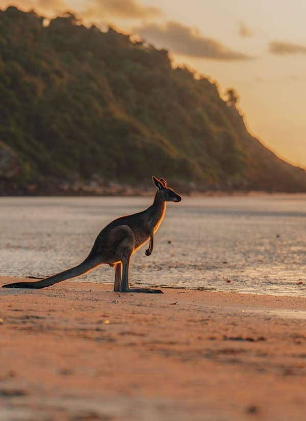 Around the world: Australië-vanlife tot Afrika-roadtrip
