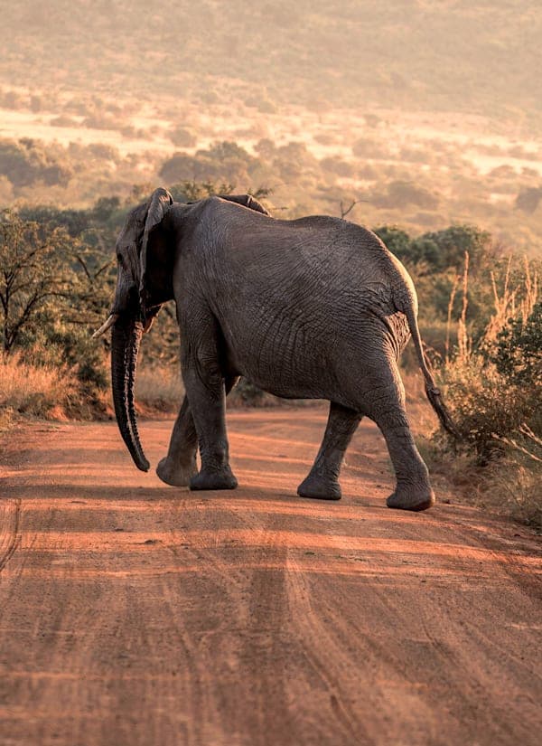 Zuid-Afrika roadtrip: Tuinroute, wildlife & waves