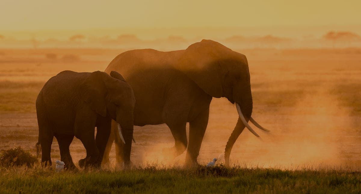 Zuid-Afrika: de tweede persoon reist gratis