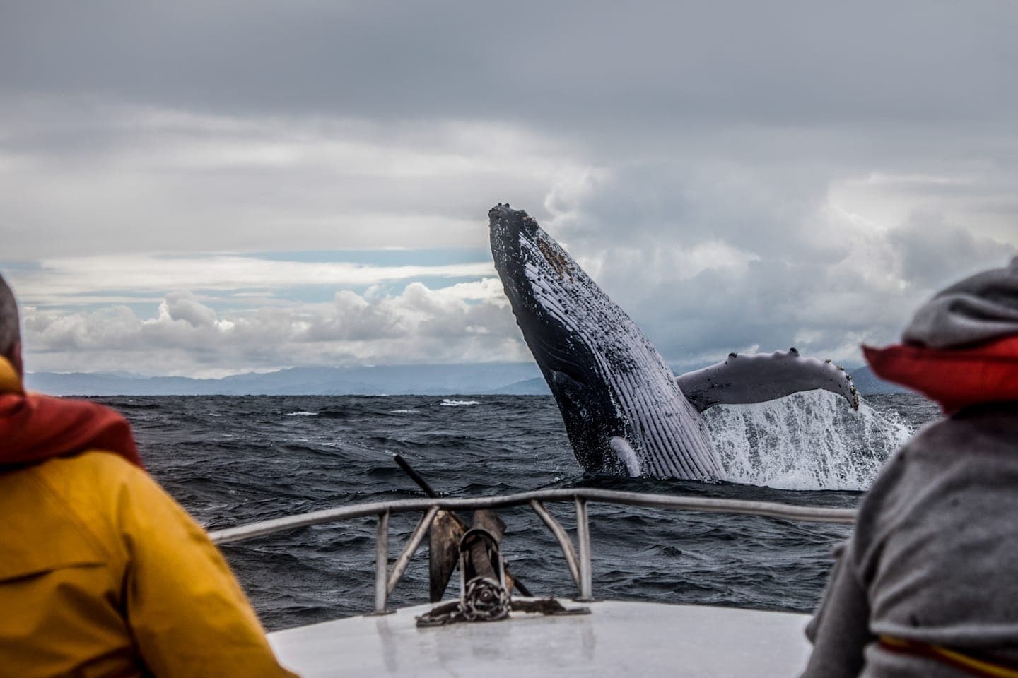 Whalewatching in de baai van Hermanus thumbnail
