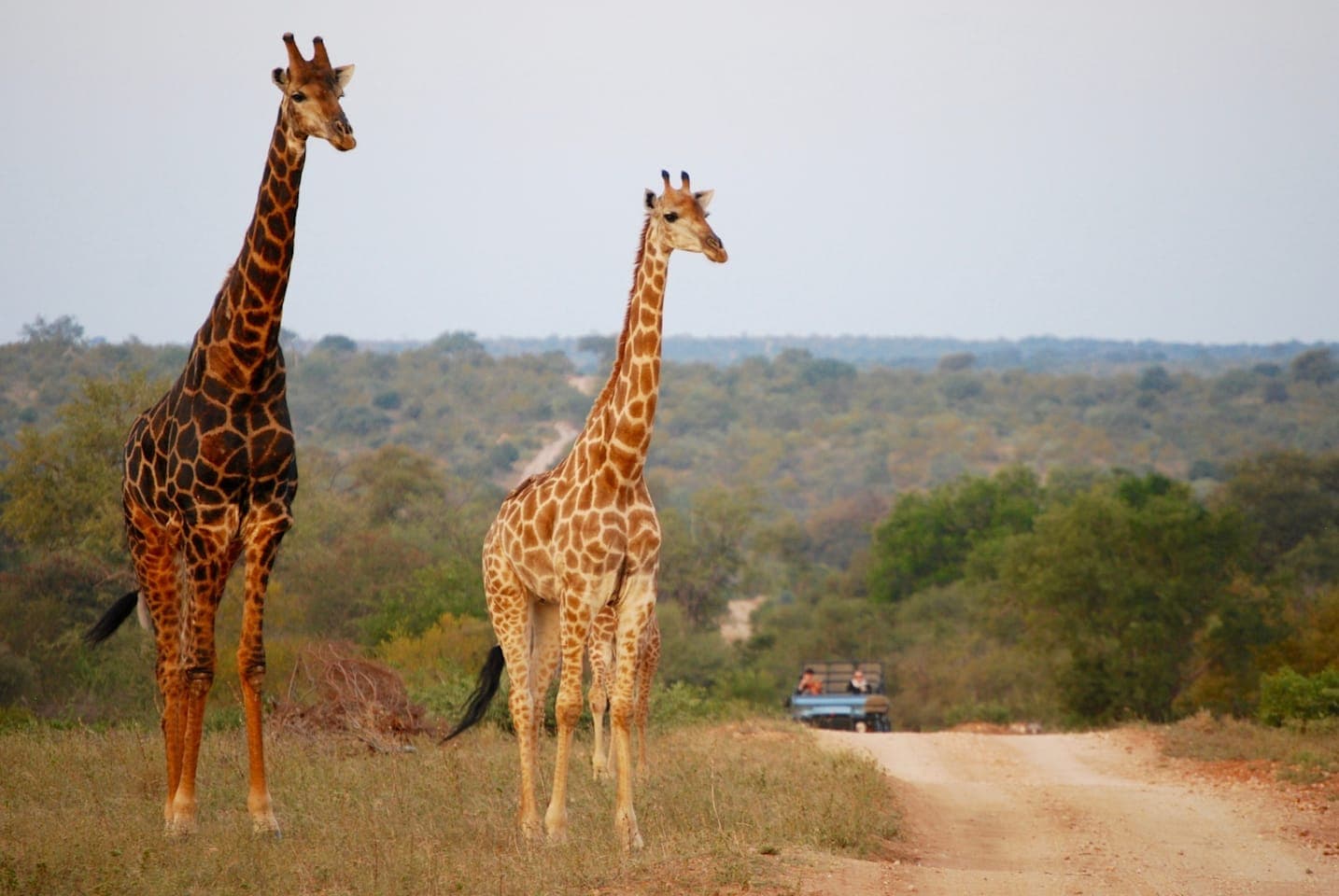 Dagsafari door het Krugerpark thumbnail