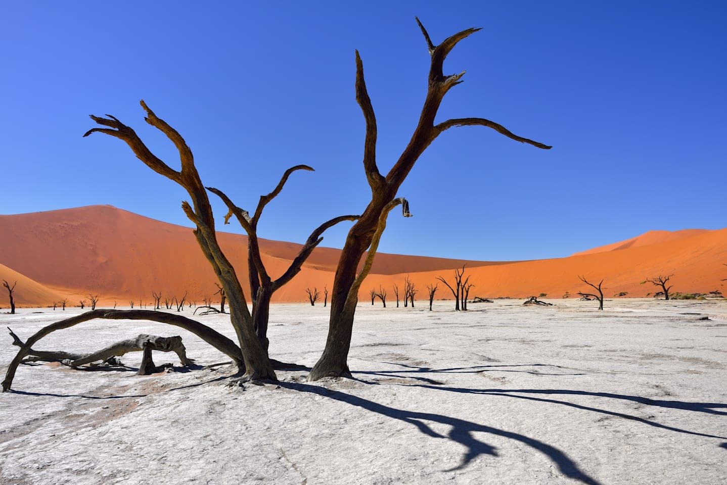 Tour naar de Sossusvlei & Deadvlei thumbnail