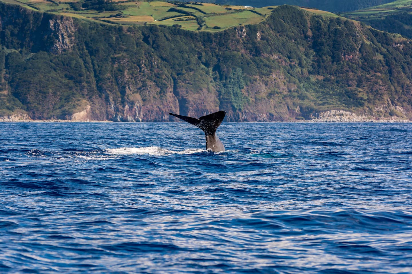 Whalewatching & Islet-boottocht thumbnail