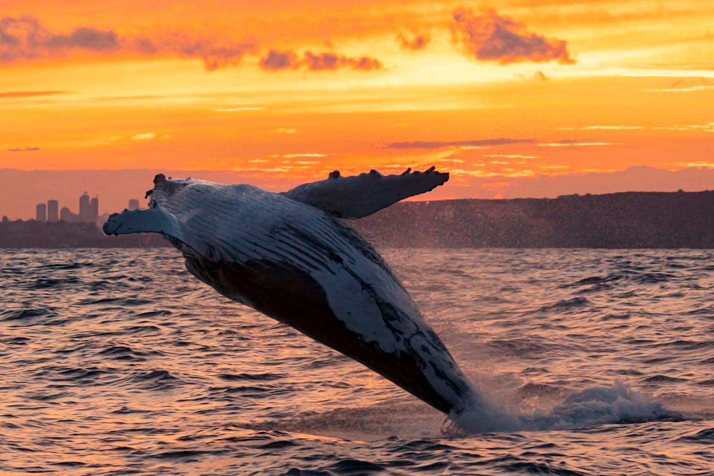 Whalewatching in de middernachtzon thumbnail