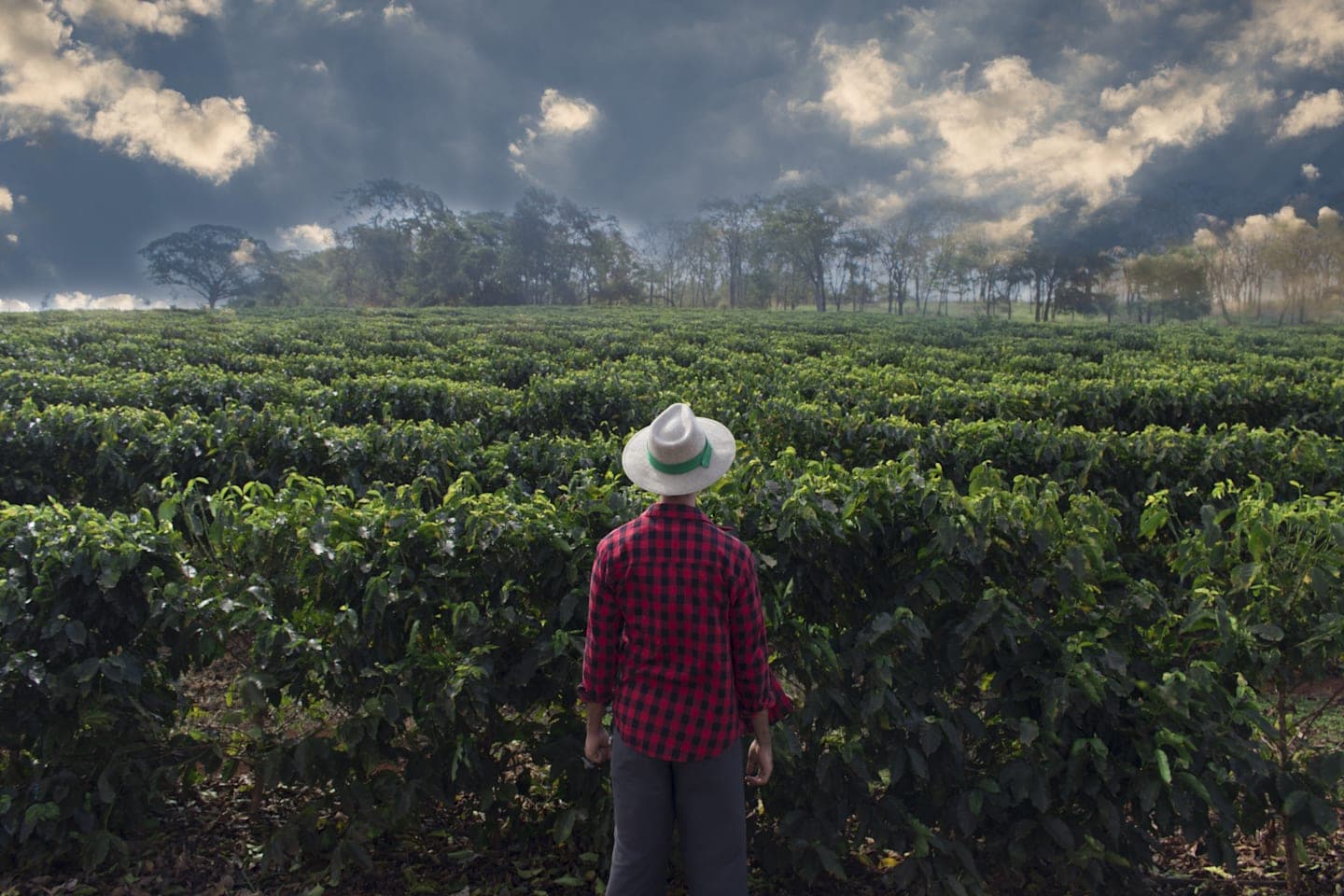 Dagtour naar de koffieboerderij Hacienda Coloma in Fusagasugá thumbnail
