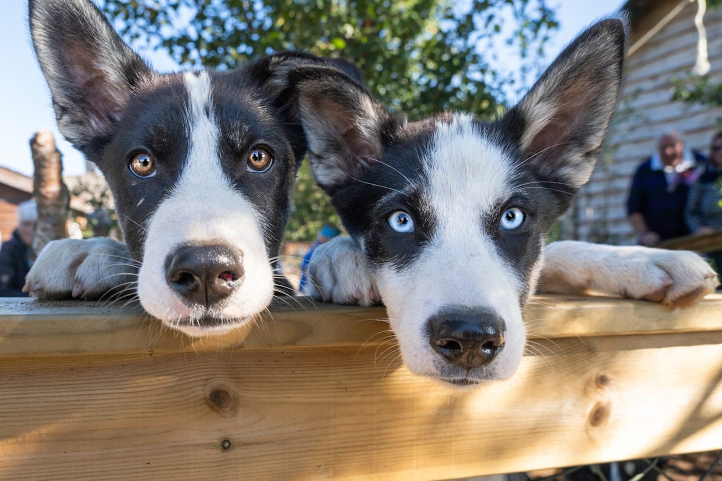 Wandeling met husky's & bezoek aan een huskyfarm thumbnail