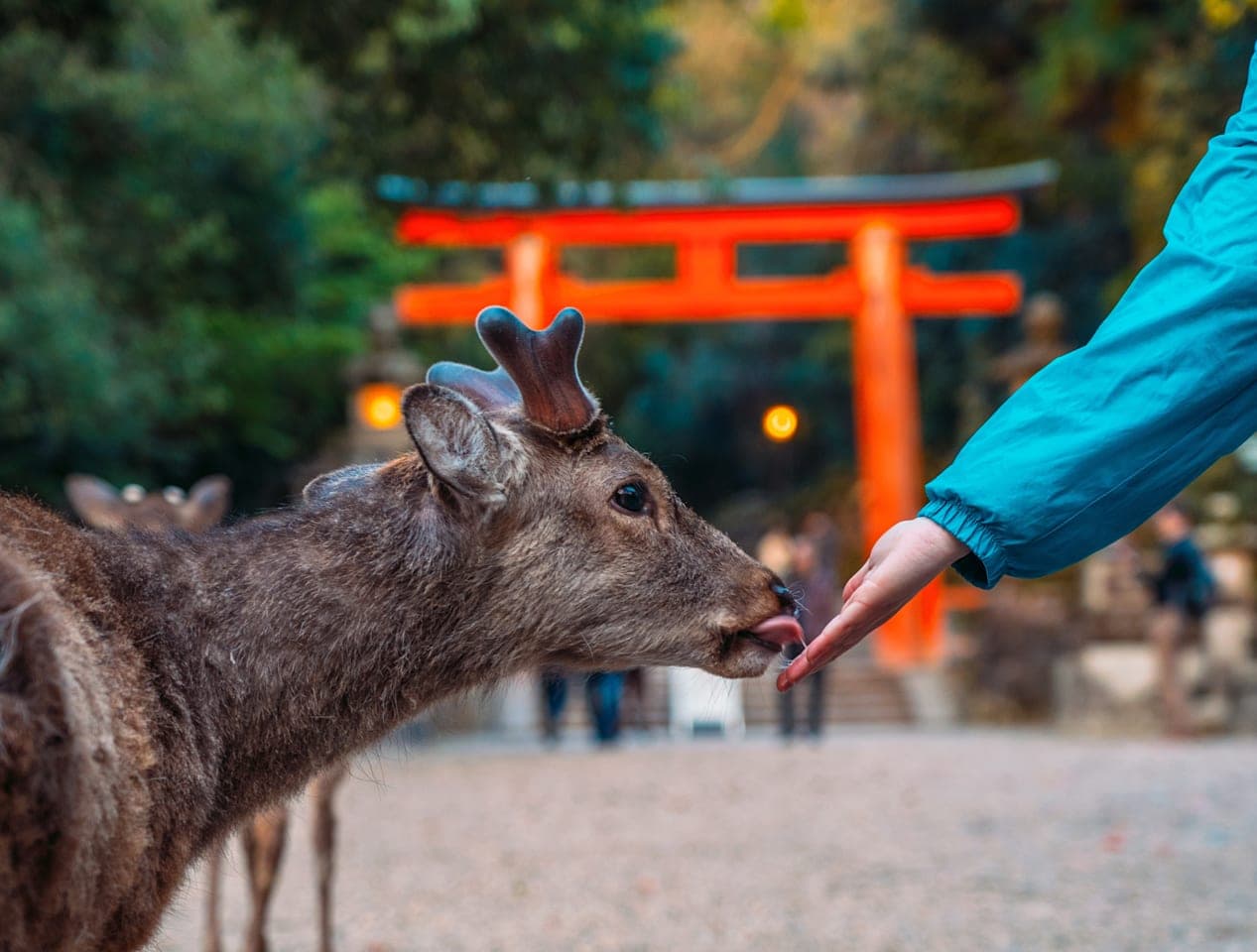 Tempeltour & Nara Park in de ochtend thumbnail