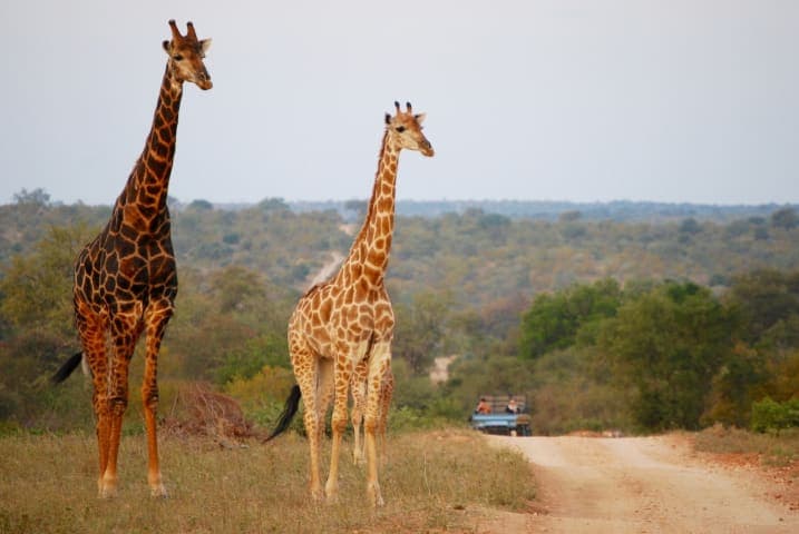 Dagsafari door het Krugerpark thumbnail
