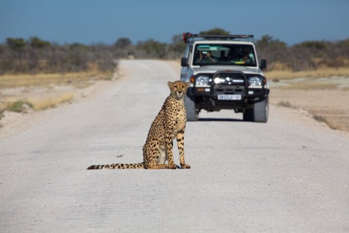 Dagsafari in Etosha National Park thumbnail