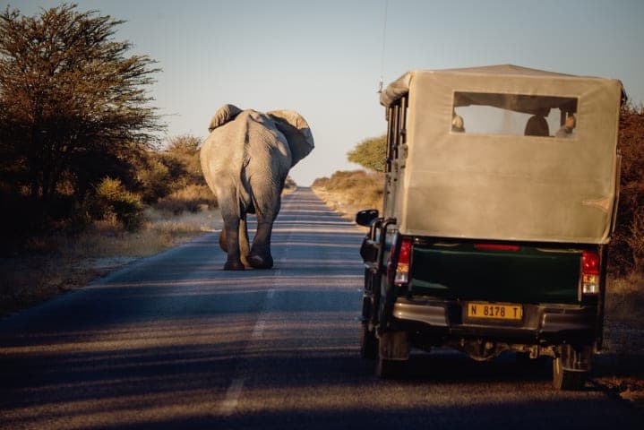 Safari in Etosha National Park thumbnail