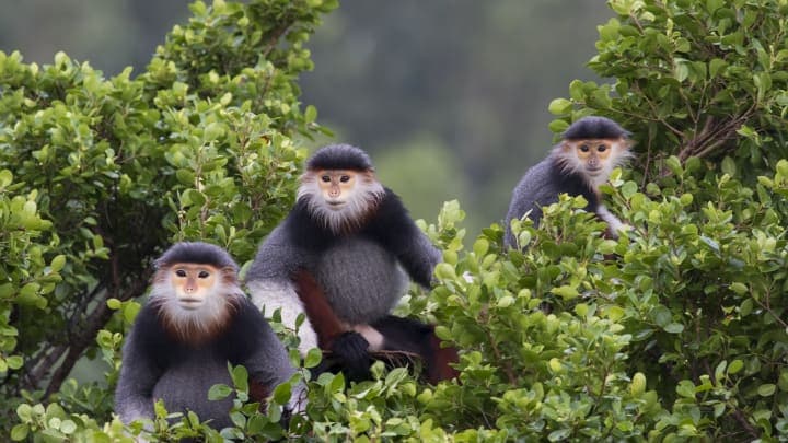 Dagtour naar het Cuc Phuong National Park thumbnail