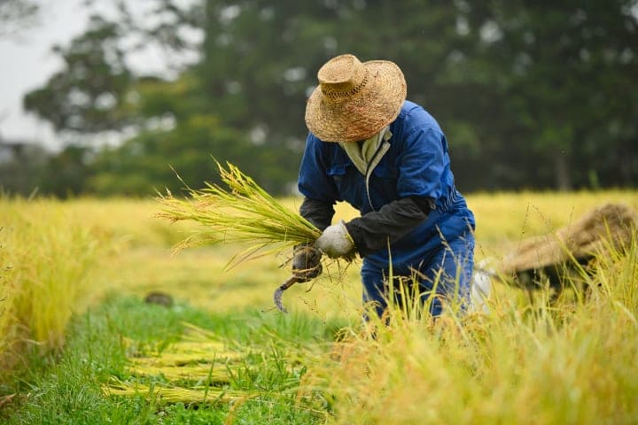 Rice experience vanuit Luang Prabang thumbnail