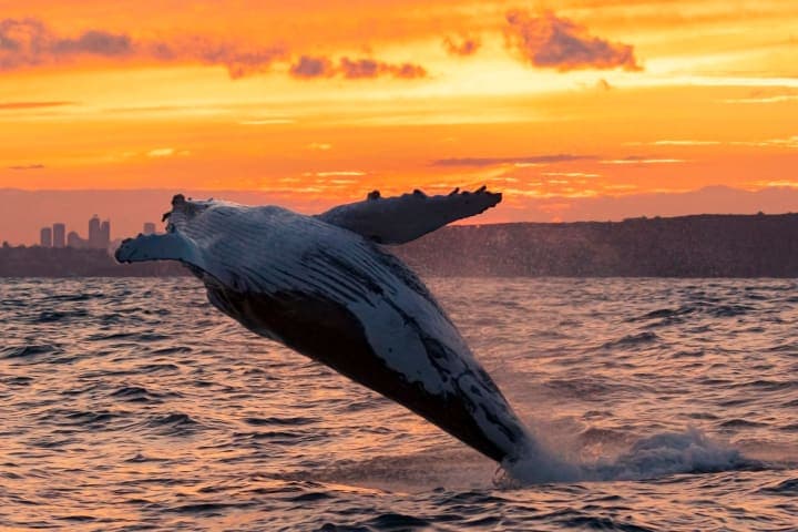 Whalewatching in de middernachtzon thumbnail