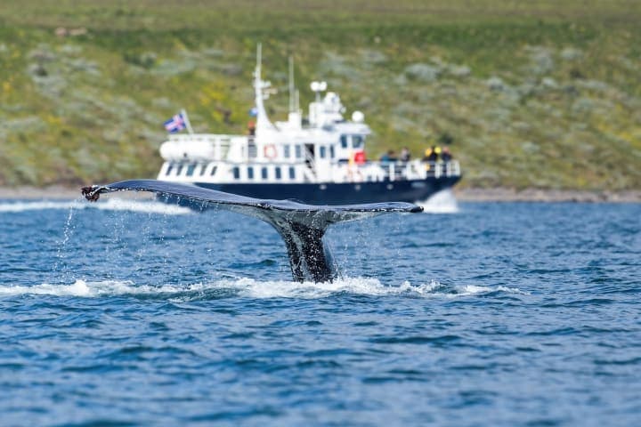 Whalewatching in de Eyjafjördur-fjord thumbnail