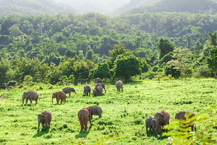 Olifantensafari in Kui Buri National Park thumbnail