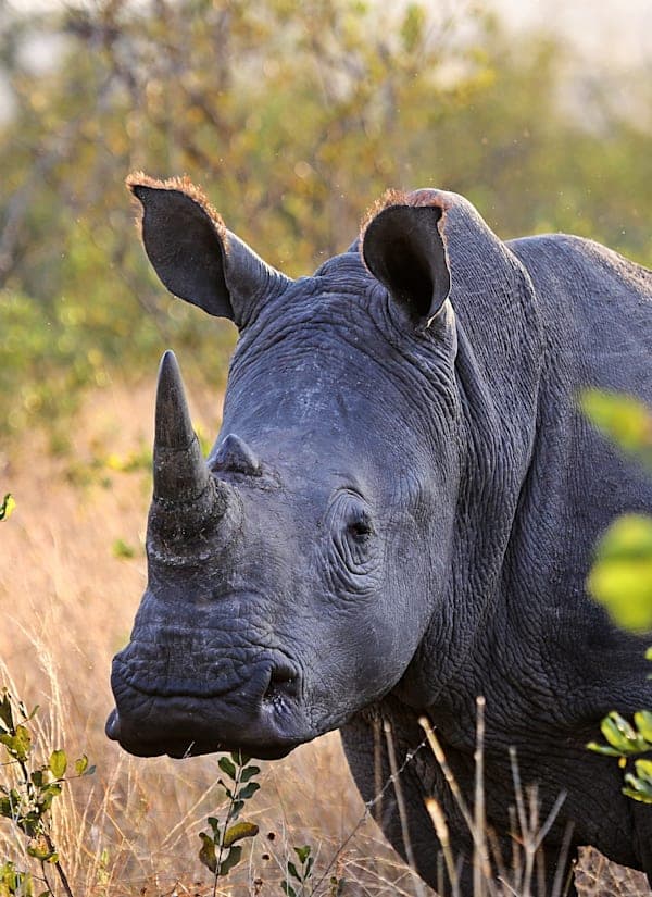 Zuid-Afrika roadtrip: naar Kruger, Kaap & kust