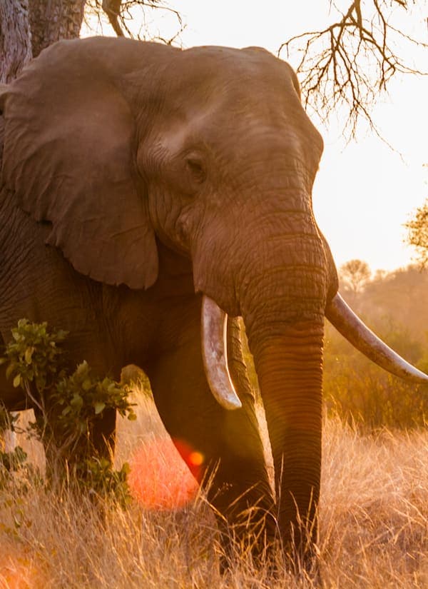 Zuid-Afrika & Mauritius: van glamping tot eilandavontuur