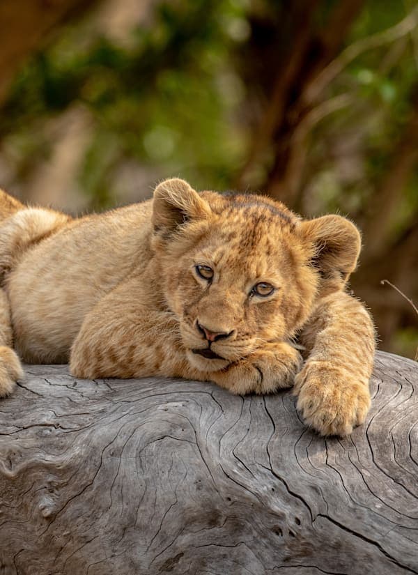 All around Zuid-Afrika: van Kaap naar Krugerpark