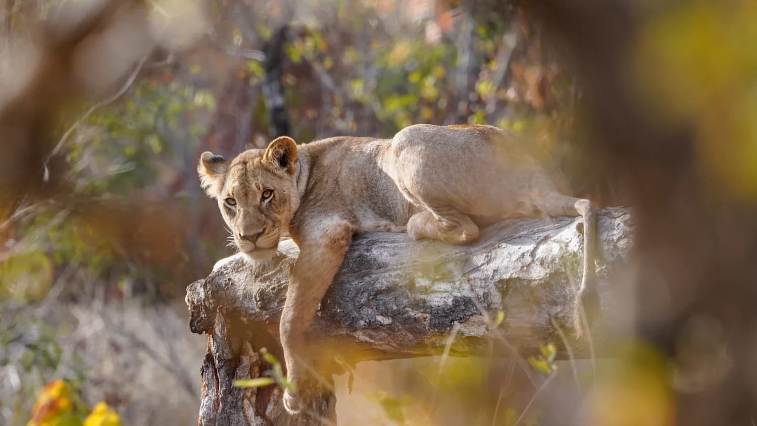 Garden Route & de big five