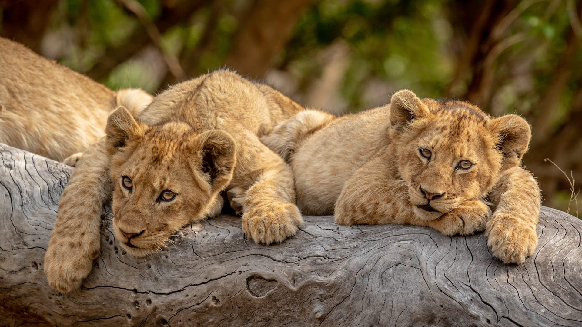 woestijn, safari & eilandavonturen