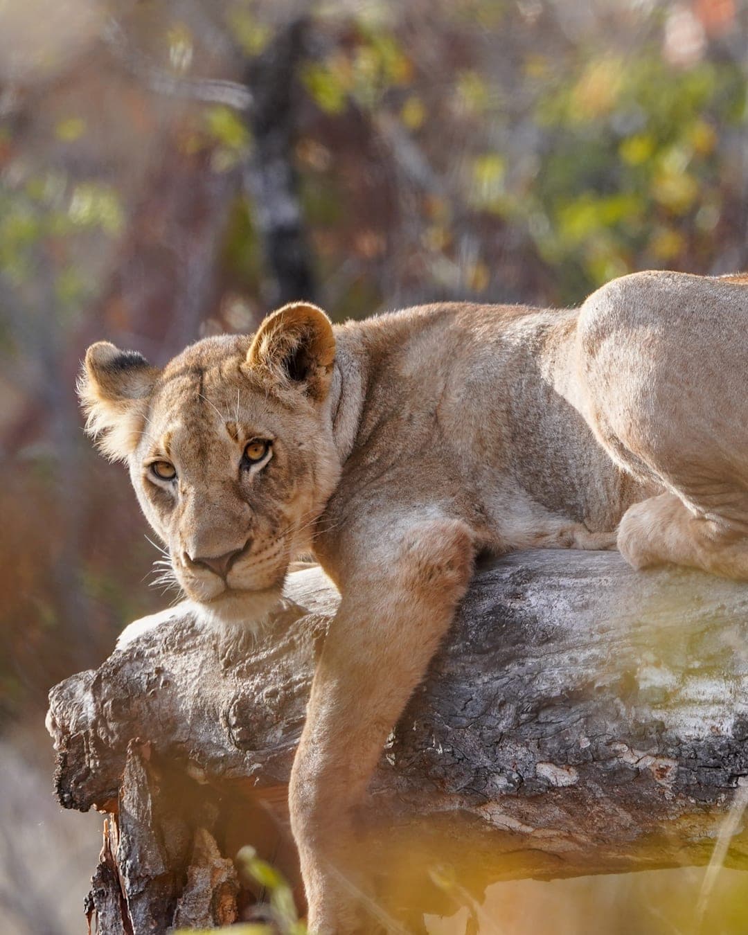 Garden Route & de big five