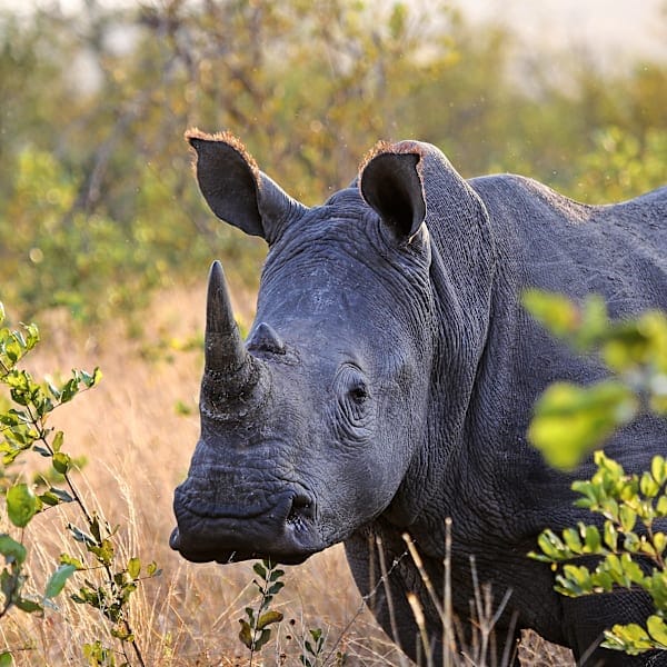 Zuid-Afrika roadtrip: naar Kruger, Kaap & kust