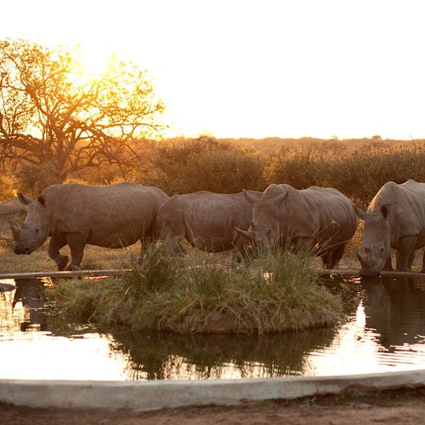 Zuid-Afrika & Eswatini: roadtrip naar de big five