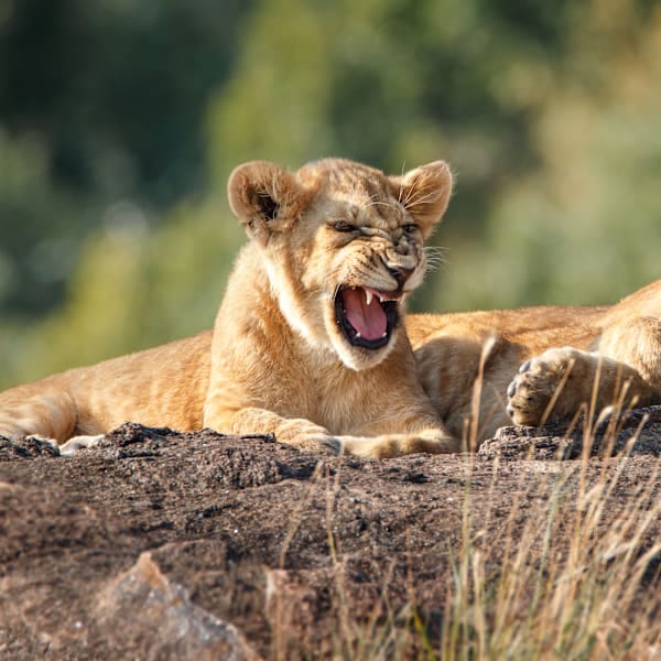 Zuid-Afrika roadtrip: via Kruger naar Kaapstad