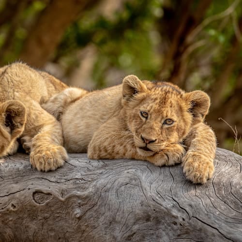 All around Zuid-Afrika: van Kaap naar Krugerpark