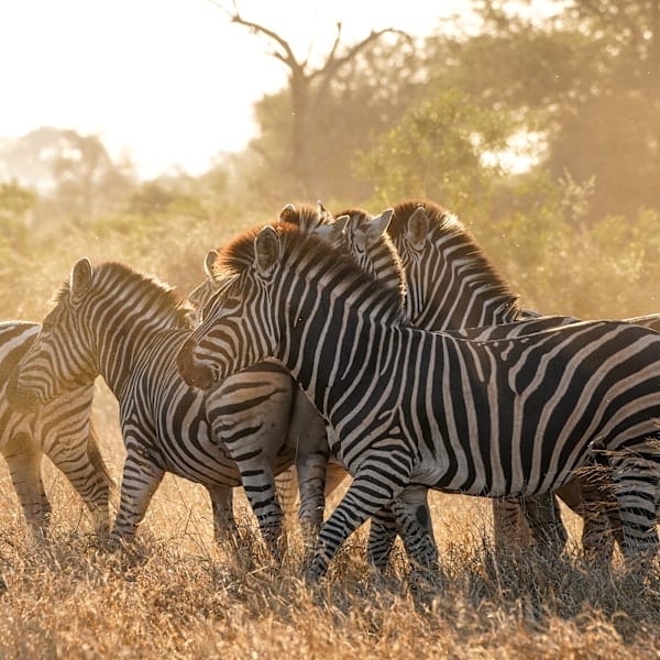 Abu Dhabi for free & Zuid-Afrika: stad met safari-roadtrip