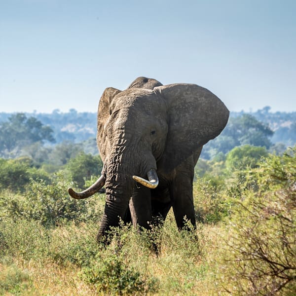 All around Zuid-Afrika: van Kaap naar Krugerpark